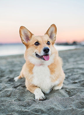 Corgi at the beach