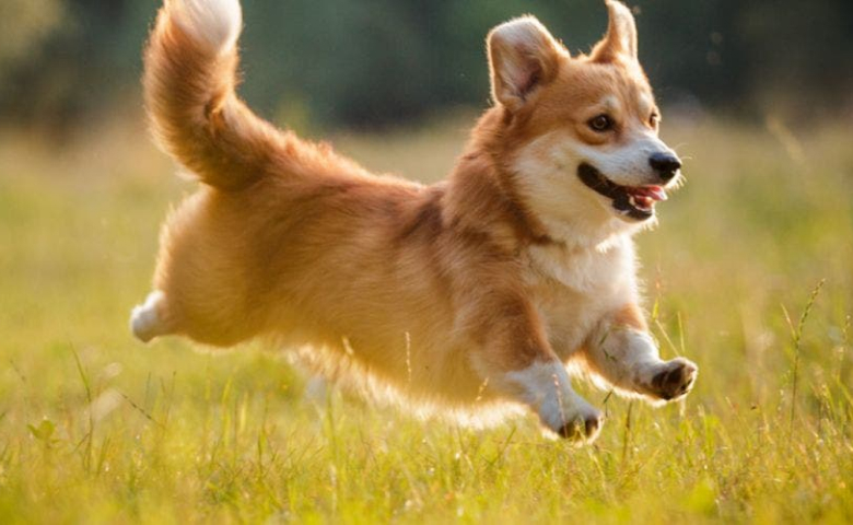 Corgi running