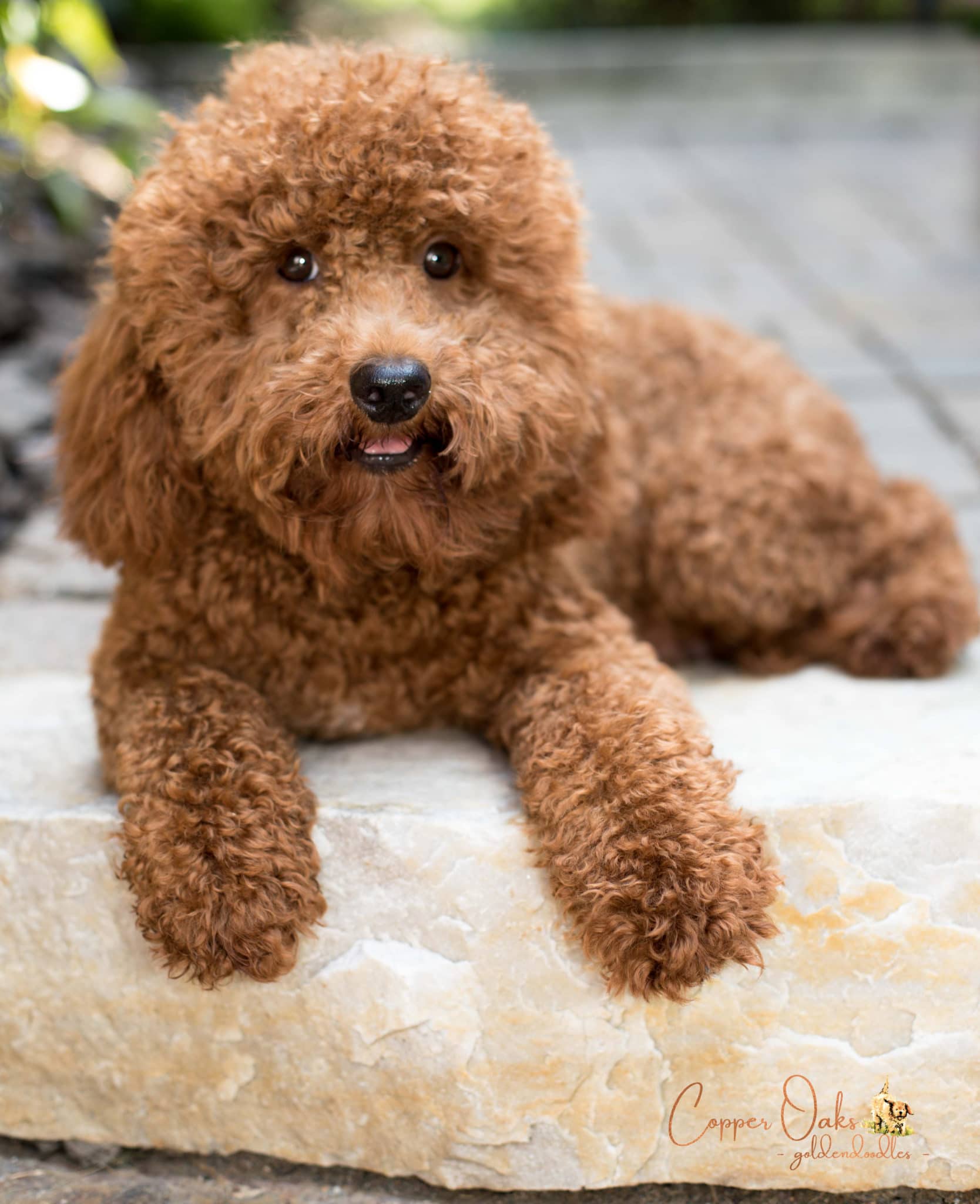 mini goldendoodle